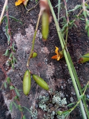 Crotalaria xanthoclada image