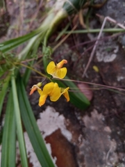 Crotalaria xanthoclada