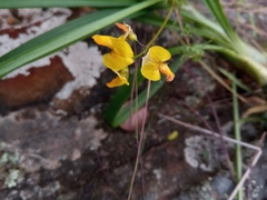 Crotalaria xanthoclada
