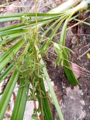 Crotalaria xanthoclada