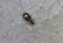 Pentagonica
