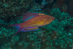 Paracheilinus paineorum