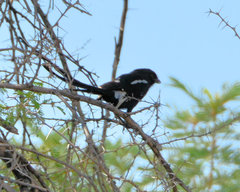 Lanius melanoleucus melanoleucus
