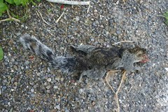 Sciurus colliaei nuchalis