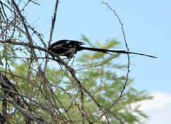 Lanius melanoleucus melanoleucus