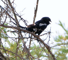 Lanius melanoleucus melanoleucus