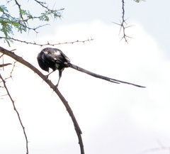 Lanius melanoleucus melanoleucus