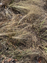 Elliott's lovegrass (Eragrostis elliottii)
