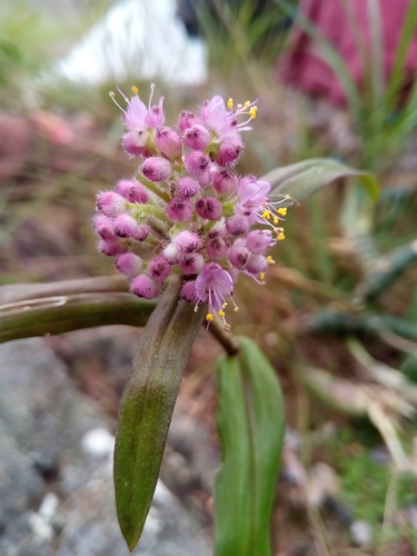 Floscopa glomerata image