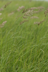 Calamagrostis extremiorientalis