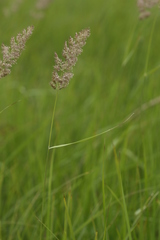 Calamagrostis extremiorientalis