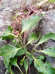Rytigynia