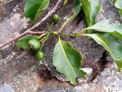 Rytigynia