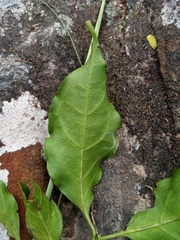 Rytigynia