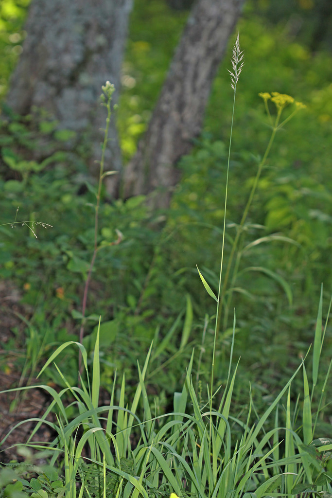 Calamagrostis korotkyi
