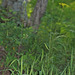 Calamagrostis korotkyi - Photo (c) V.S. Volkotrub, algunos derechos reservados (CC BY-NC), subido por V.S. Volkotrub
