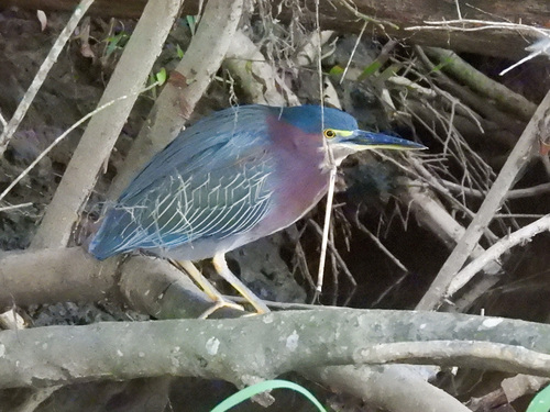 Green Heron photographed in Texas