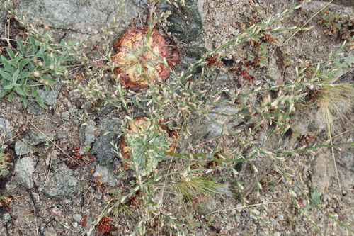Bukiniczia cabulica, photograph 2