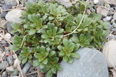 Lysimachia mauritiana