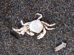Nepinnotheres