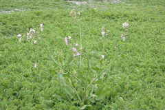 Raphanus sativus raphanistroides