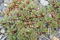 Lysimachia mauritiana
