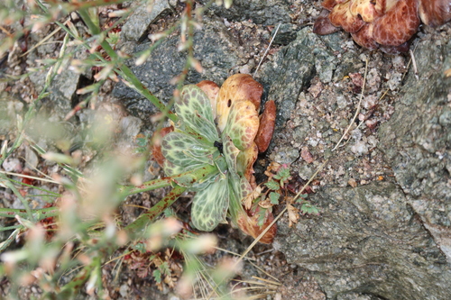 Bukiniczia cabulica, photograph 3