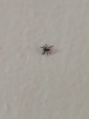 Salticidae