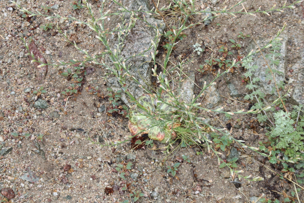 Bukiniczia cabulica; photograph (c) Edmundas Greimas, some rights reserved (CC BY)