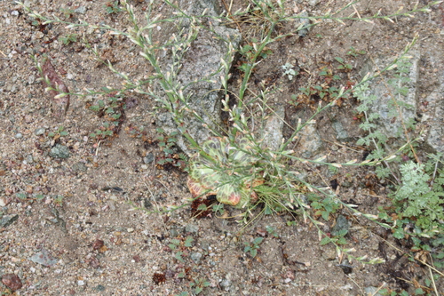 Bukiniczia cabulica