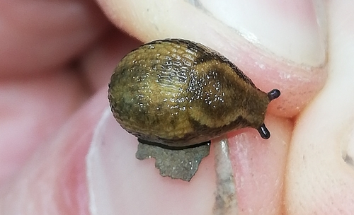 Northern Dusky Slug