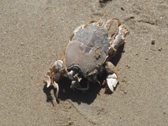 Blepharipoda occidentalis