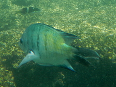 Abudefduf whitleyi