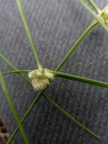 Lipocarpha chinensis image