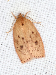 Prionocris protoxantha