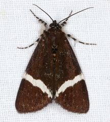 Coenotoca subaspersa