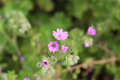 Geranium molle
