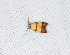 Heteroteucha distephana