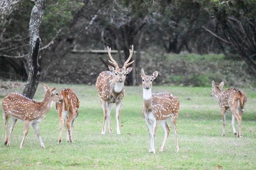 Chital