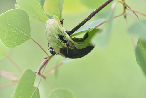 Aspen leaf-pocket aphid