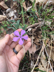 Phlox divaricata laphamii
