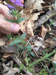 Phlox divaricata laphamii