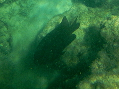 Neoglyphidodon melas