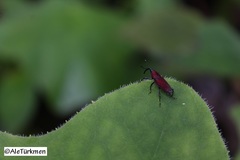 Rhodobaenus sanguineus