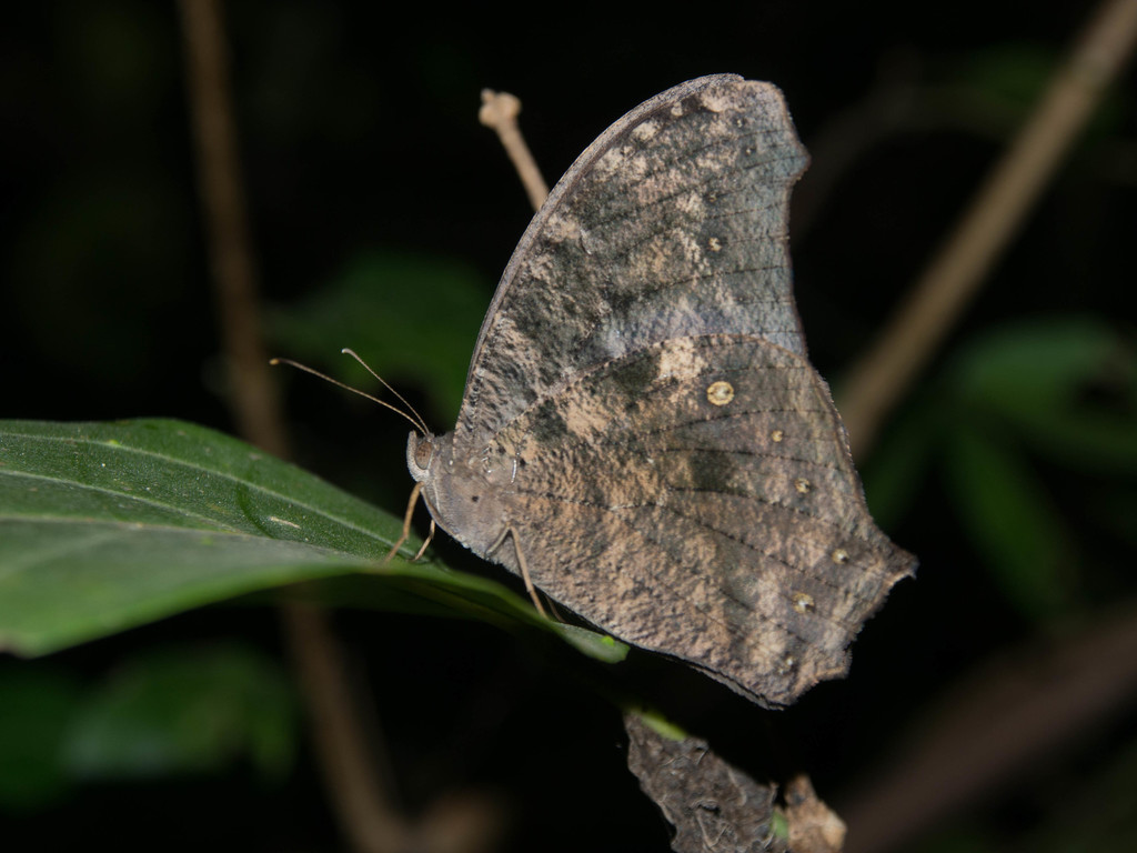 Evening Browns