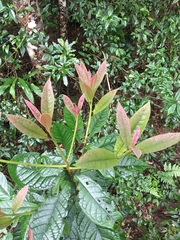 Symplocos koshunensis