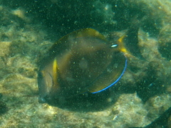 Acanthurus dussumieri