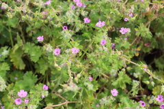 Geranium molle