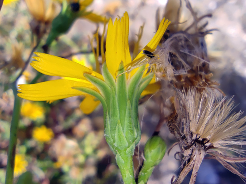Hieracium robustum