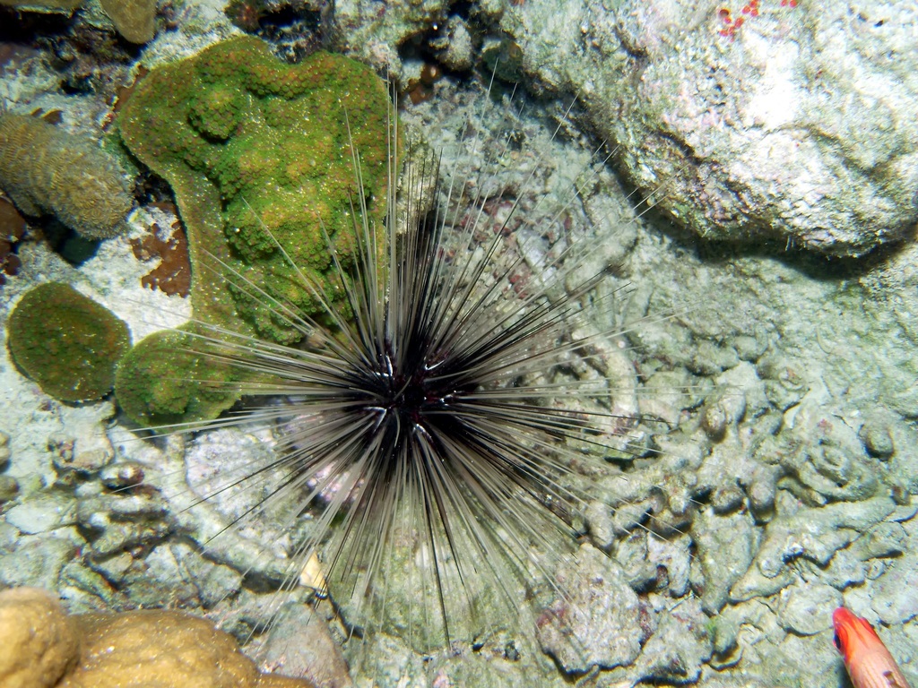 Diadema antillarum
